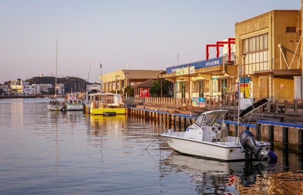 【西船橋発】 春の三浦海岸を散策!1,000本の河津桜と贅沢まぐろ御膳で贅沢なひととき♪3